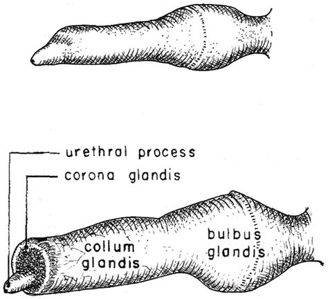 canine knotting|Bulbus glandis .